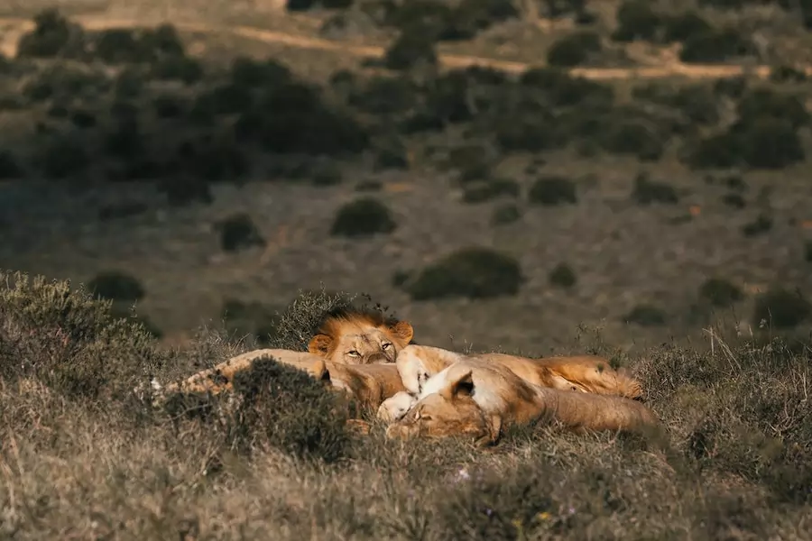 sleeping lions