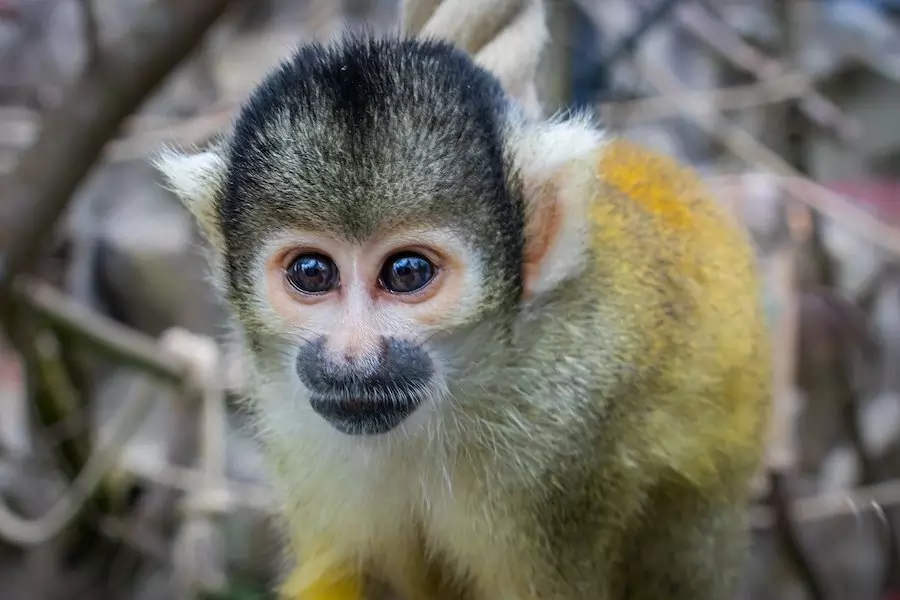 cute squirrel monkey