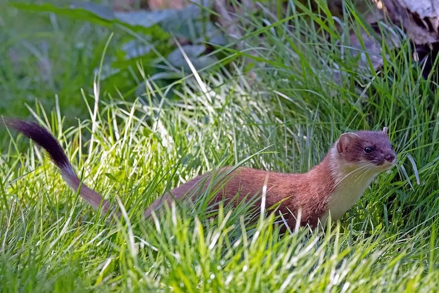 stoat hunting in grass