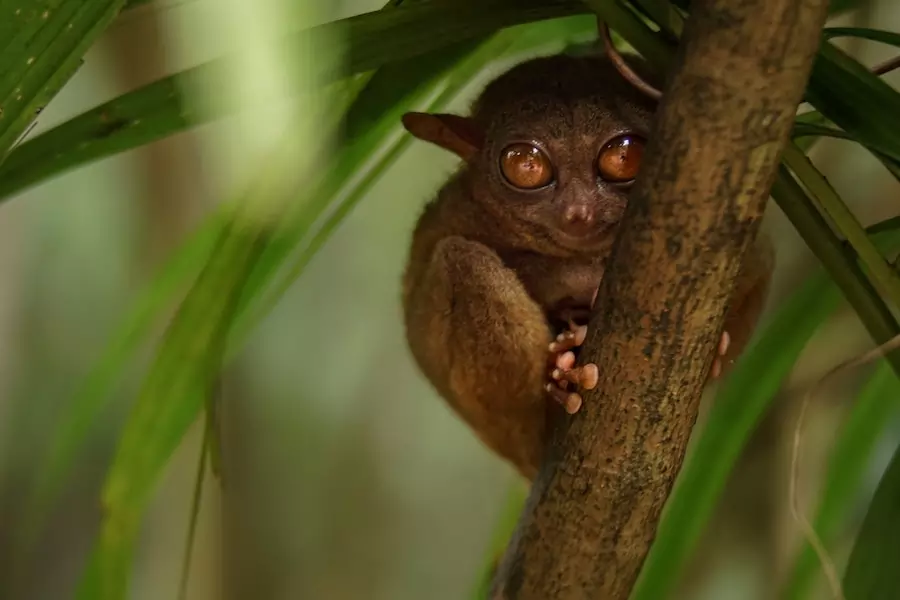 tarsier