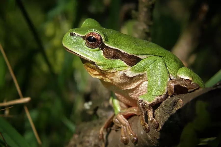 tree frog