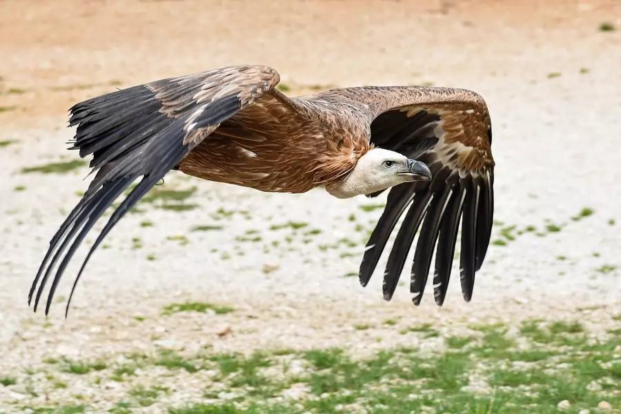 animals that live in the desert - vulture