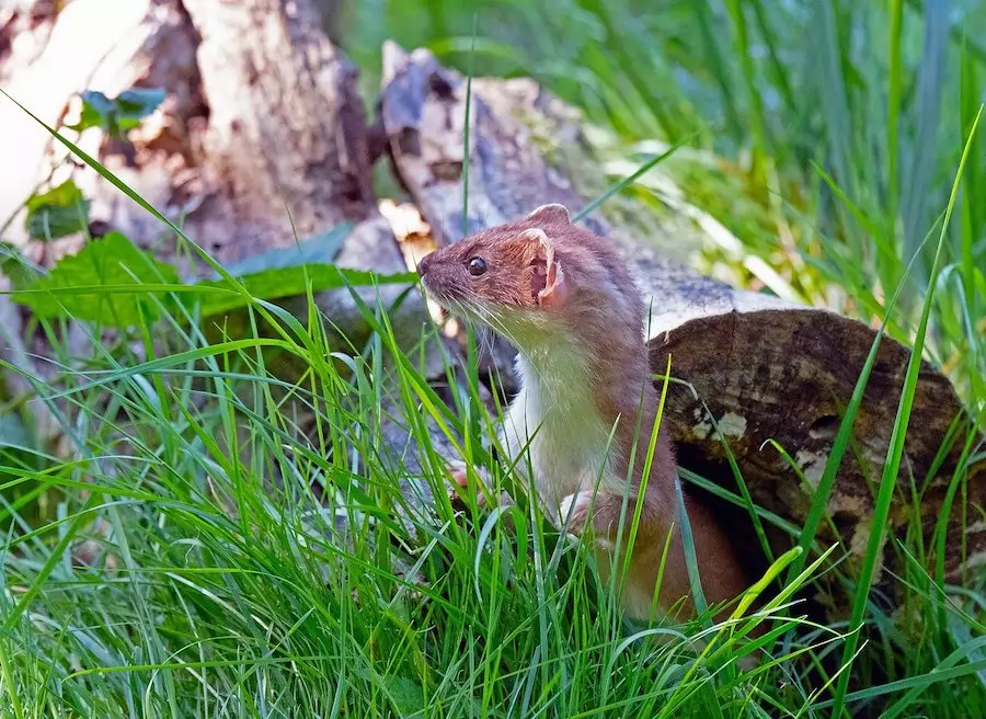 what do stoats eat