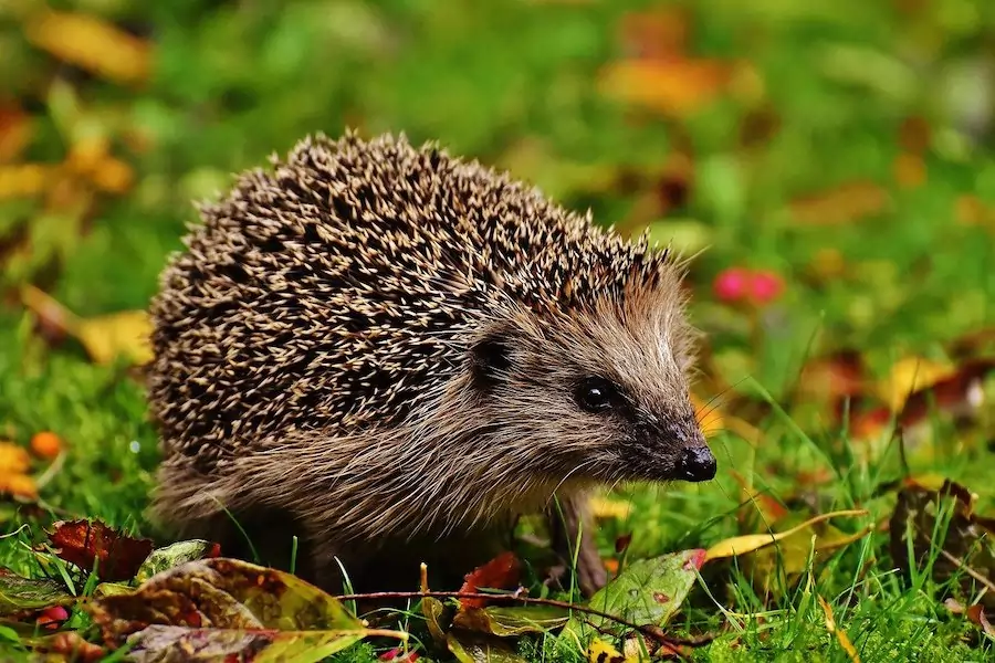 young hedgehog on grass