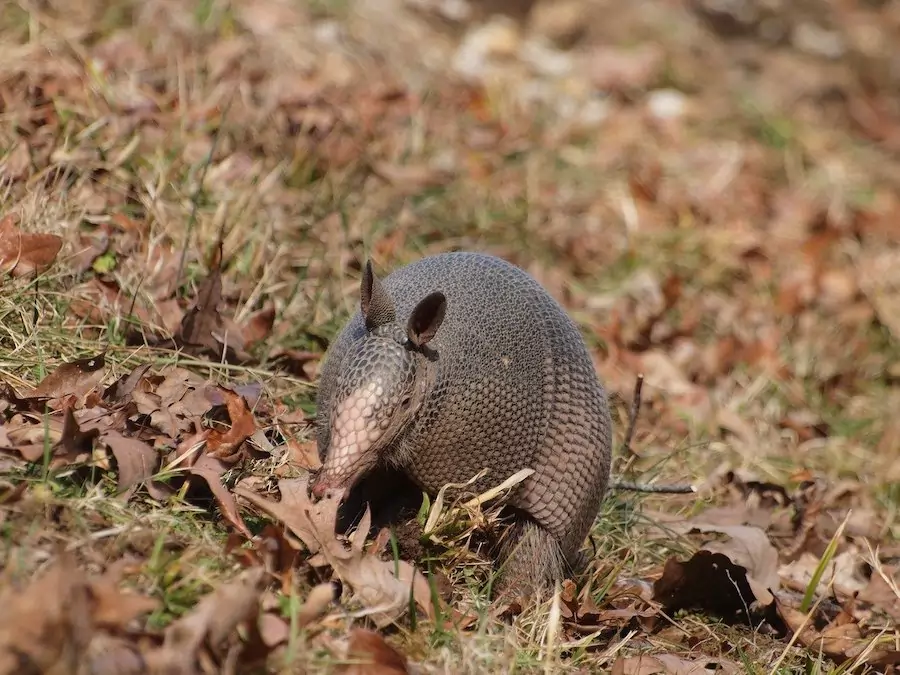 Nine-banded armadillo - animals that live underground