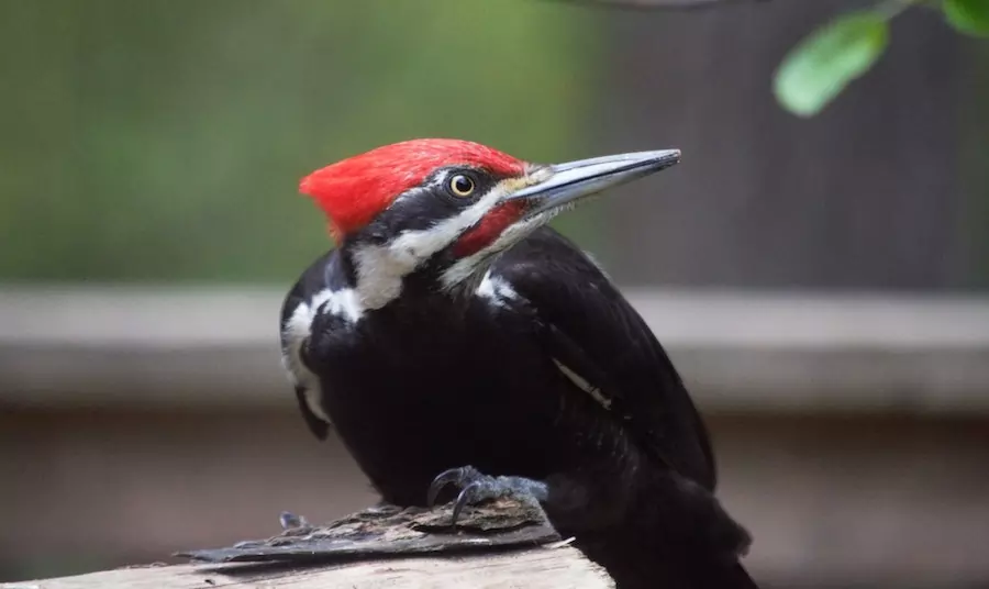 Pileated woodpeckers