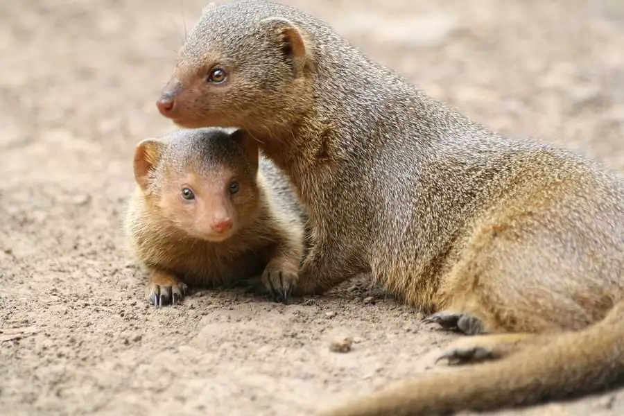 adult mongoose with adolescent mongoose