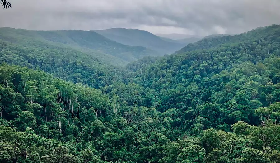 arboreal rainforest - animals that live in trees