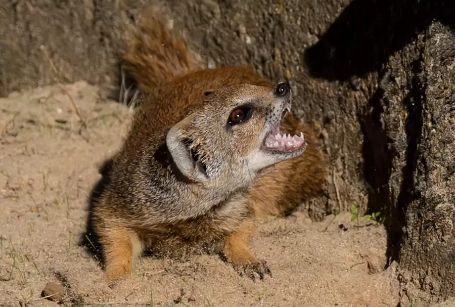 mongoose in aggressive pose - are mongoose dangereous