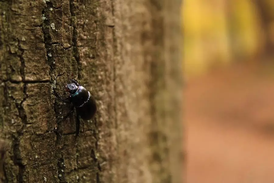 bark beetle