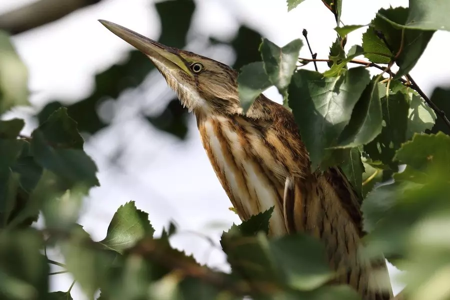 bittern bird - animalss that live in lakes