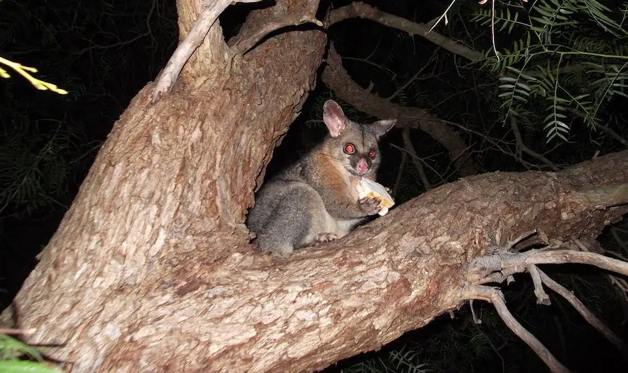 brush-tailed possum