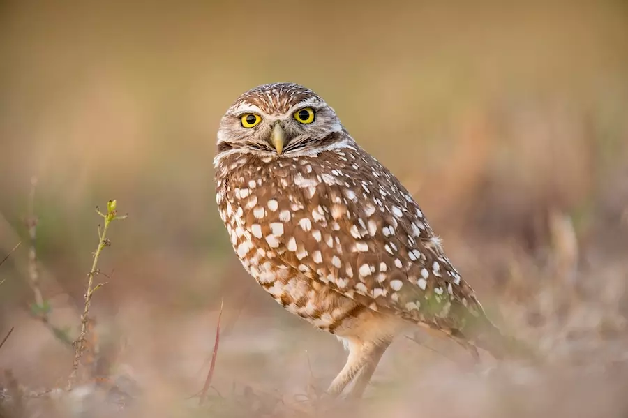 burrowing owl