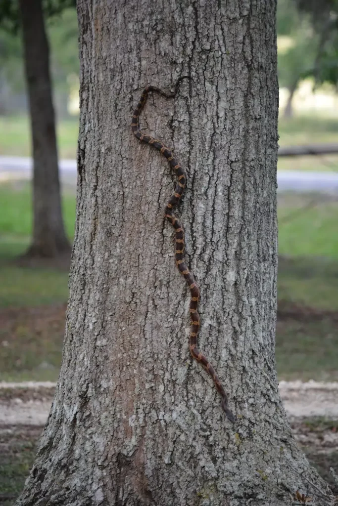 can snakes climb walls - snake climbing tree