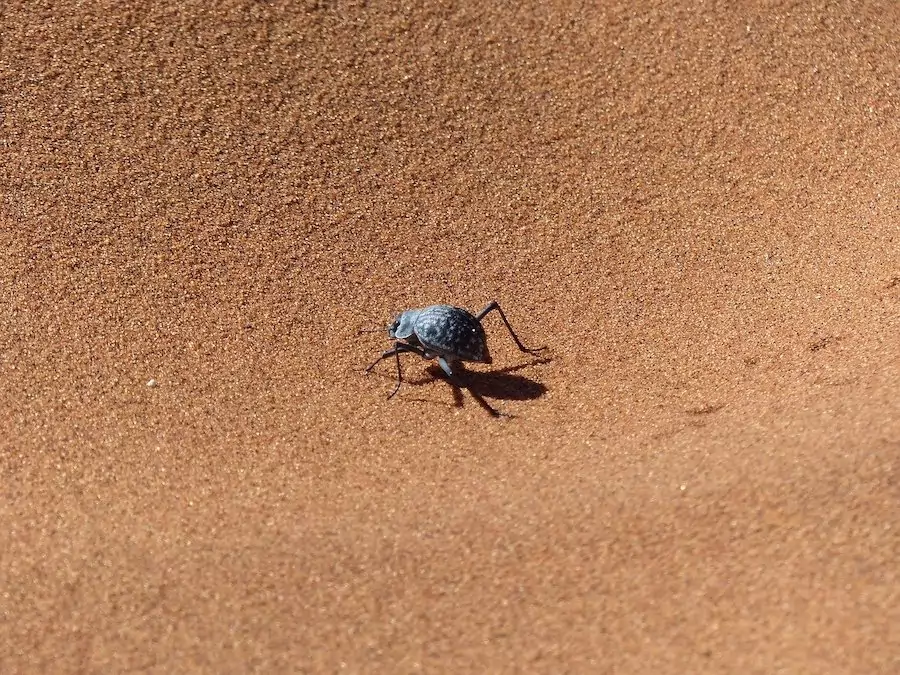 desert insects survive on less water