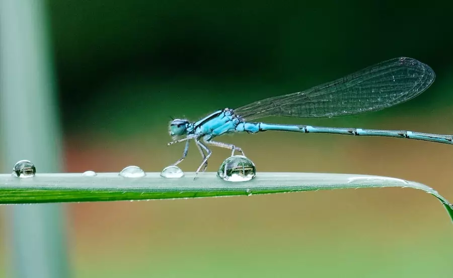 do insects drink water - insect with water droplets