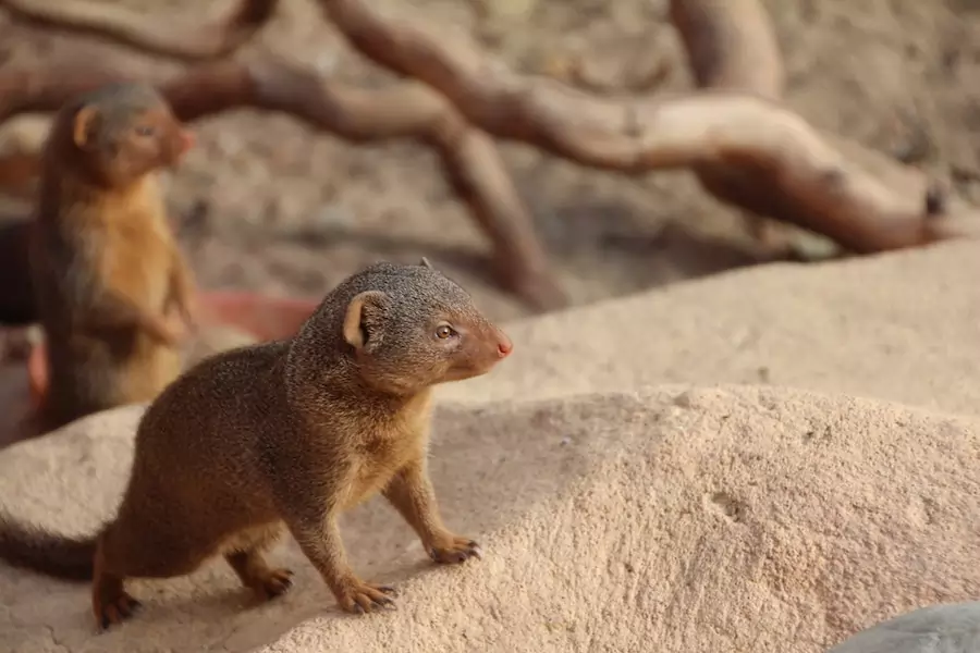 dwarf mongoose - animals that live underground