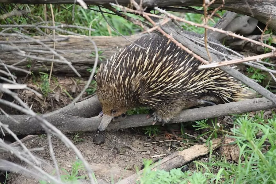 echidna in habitat