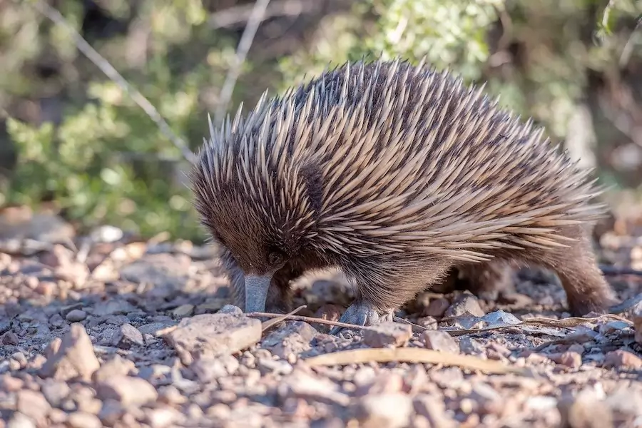 echidna searching for food