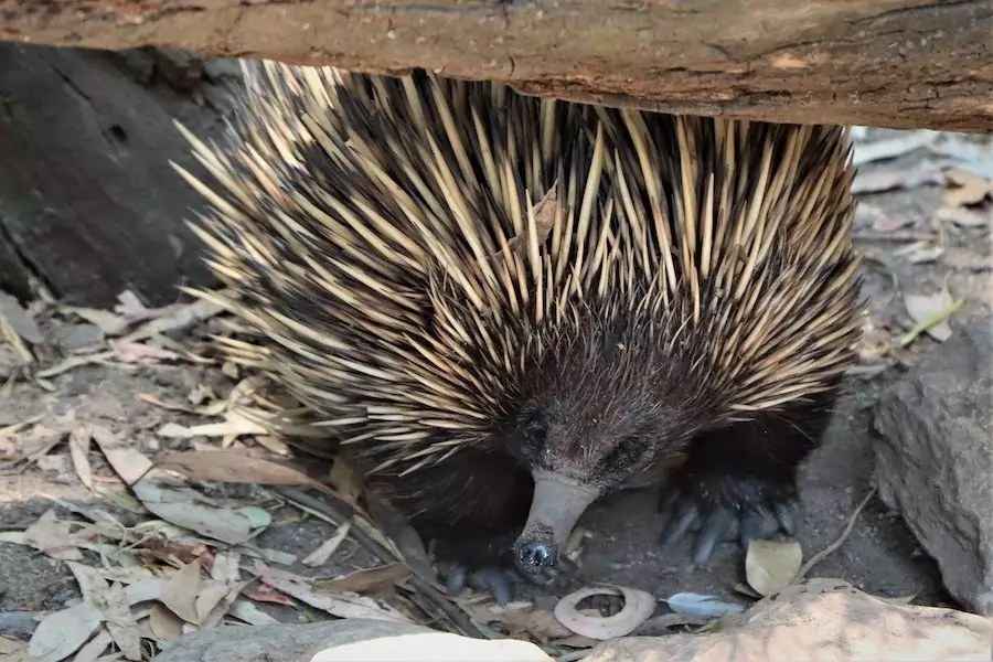 echidna