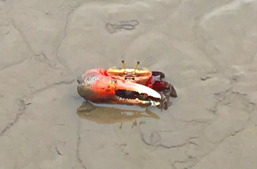 fiddler crab