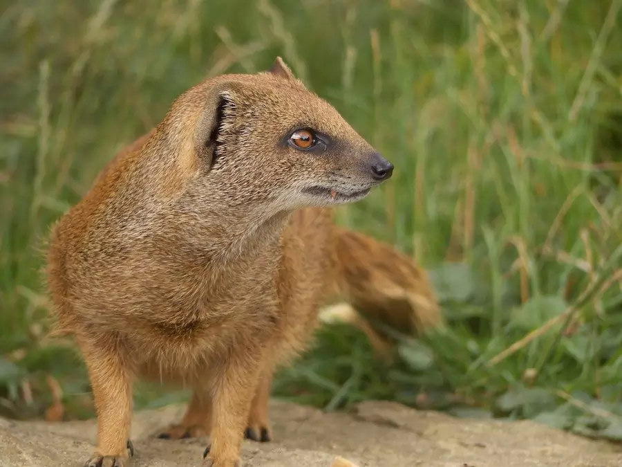 golden mongoose