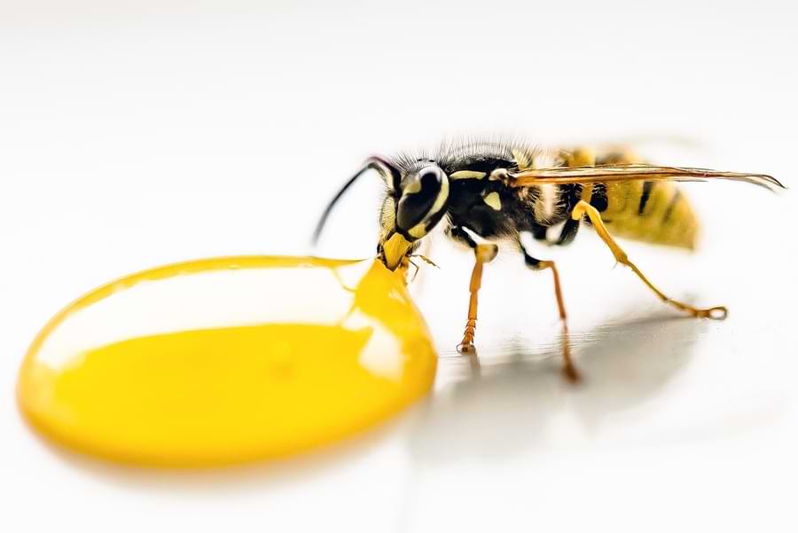 how wasps drink water