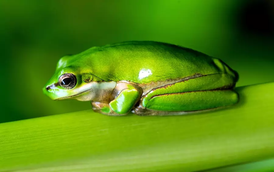 italian tree frog