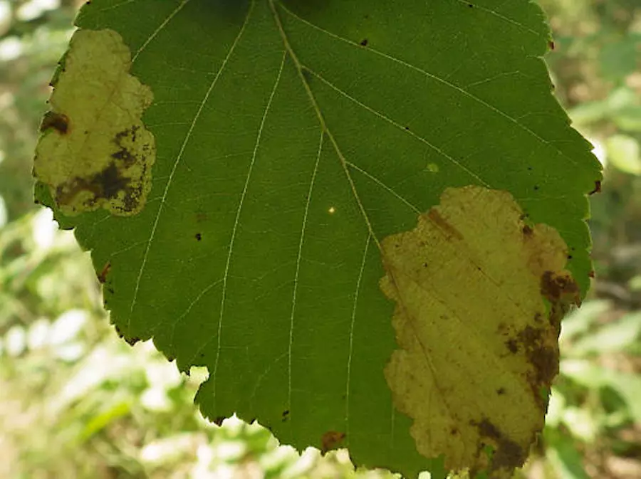 leaf miner damage