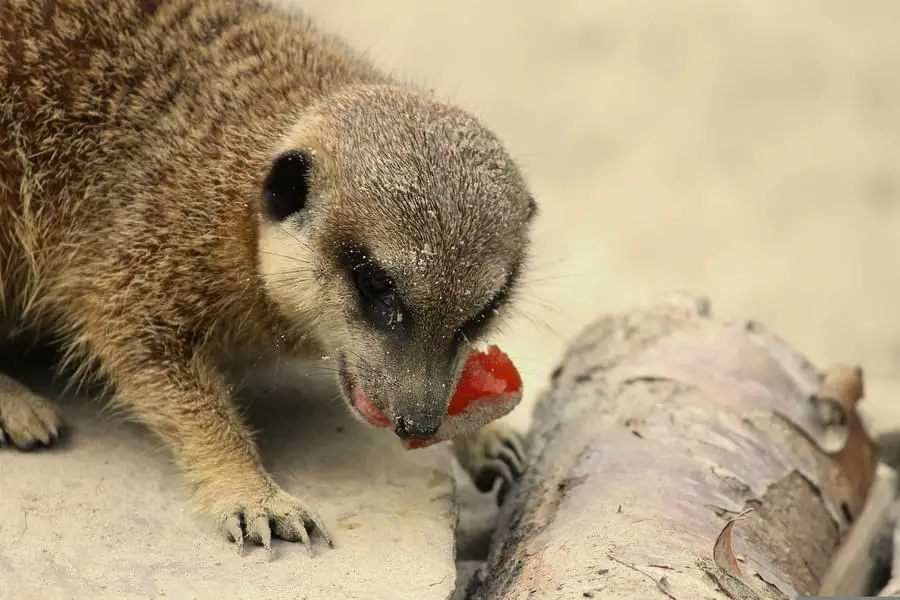 meerkat eating