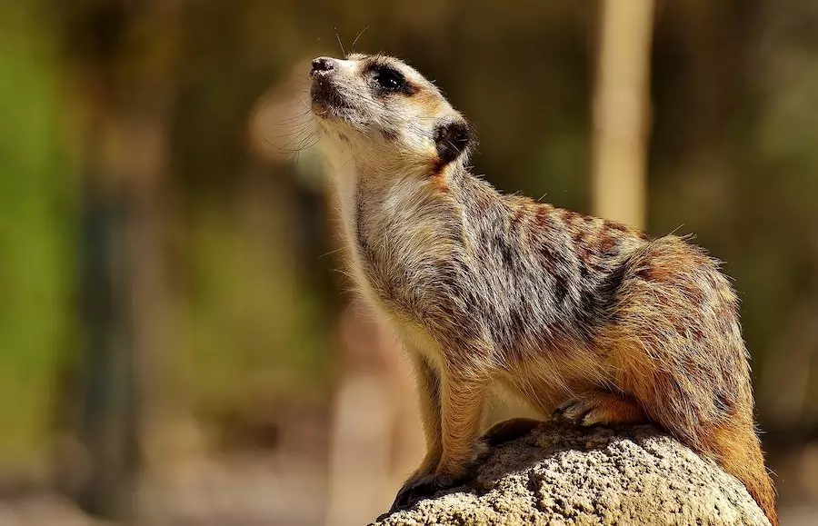 meerkat staanding on rock