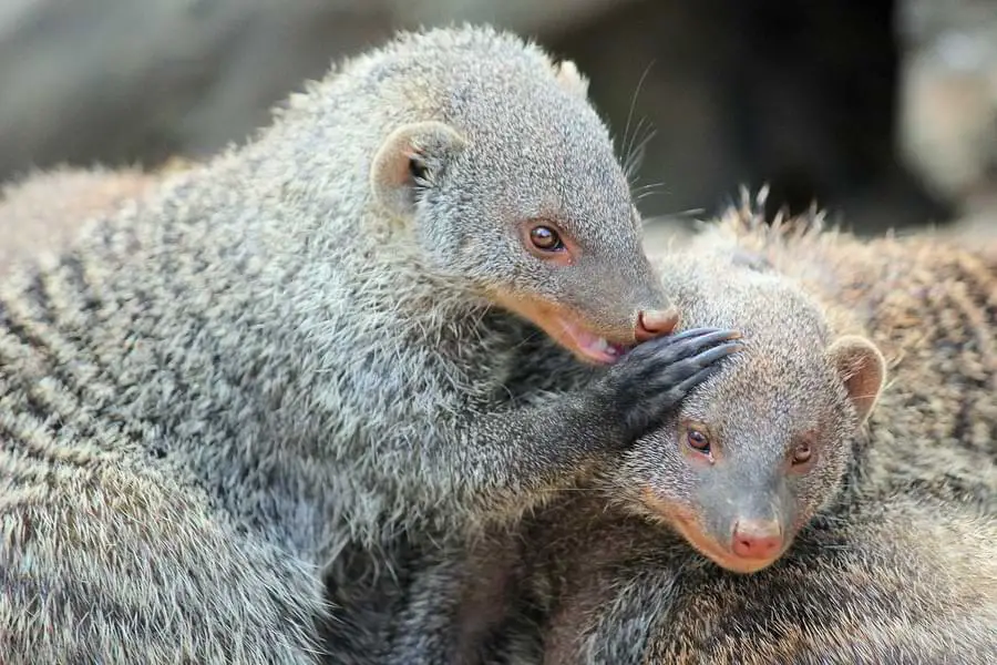 mongoose mating habits