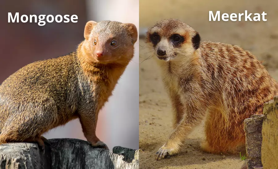 mongoose vs meerkat