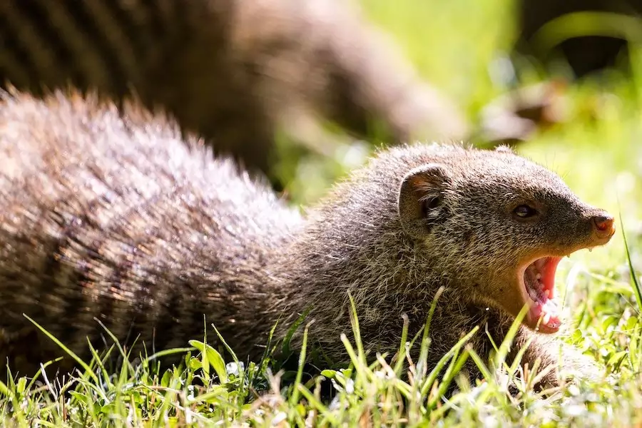 aree mongoose dangerous - mongoose lying on grass