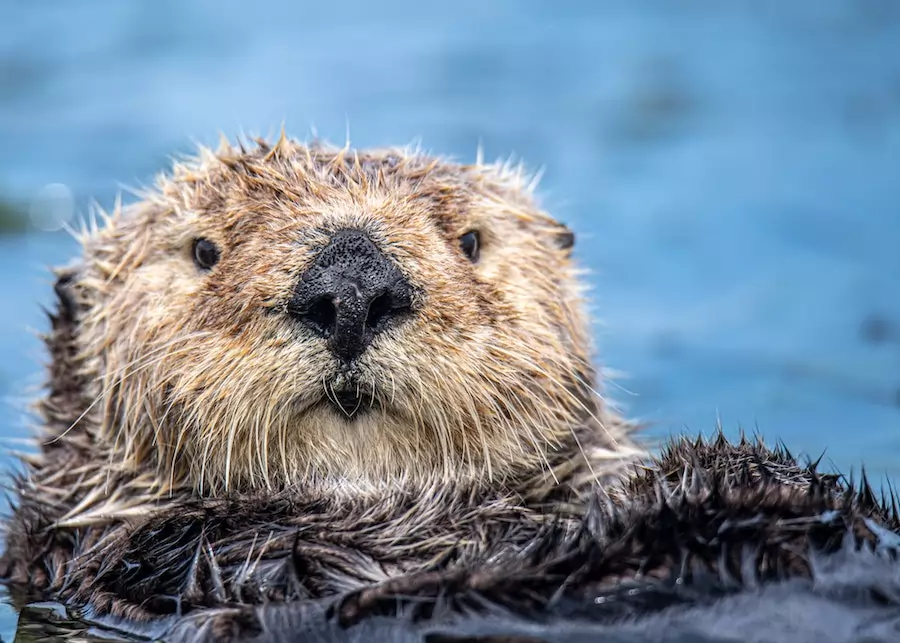 otter in water