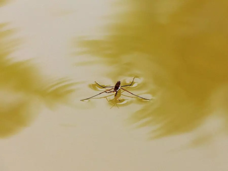 pond skater