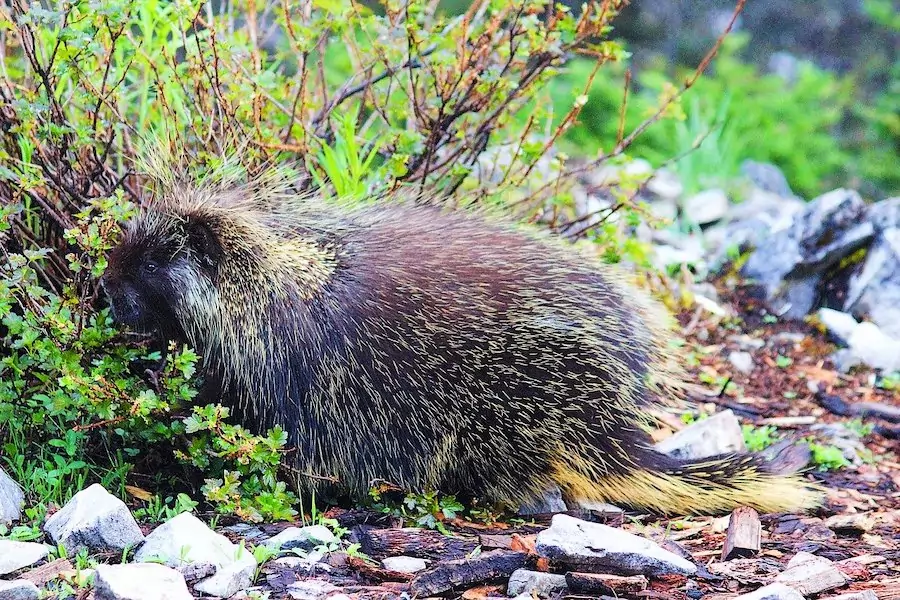 porcupine in the wild