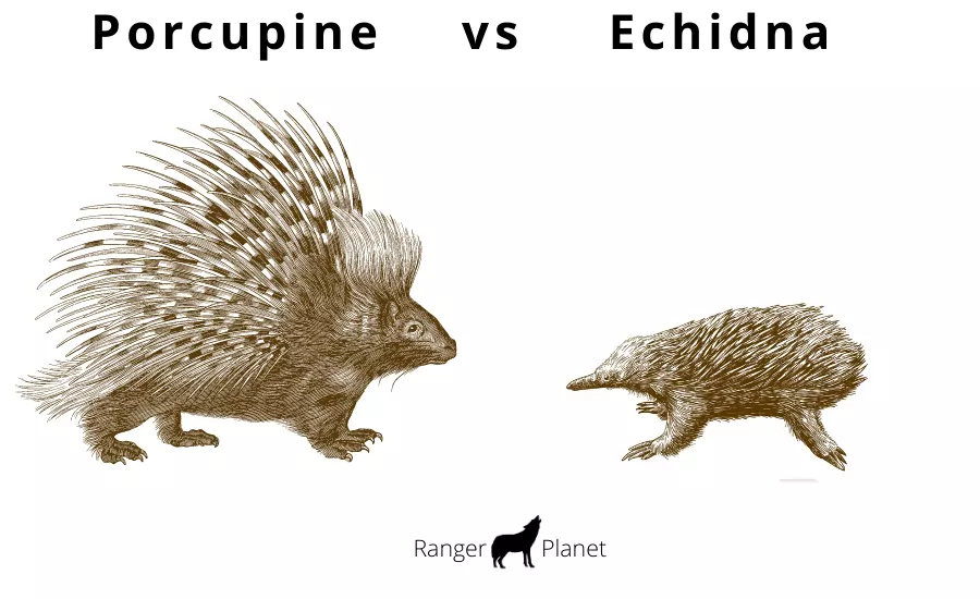 porcupine vs echidna