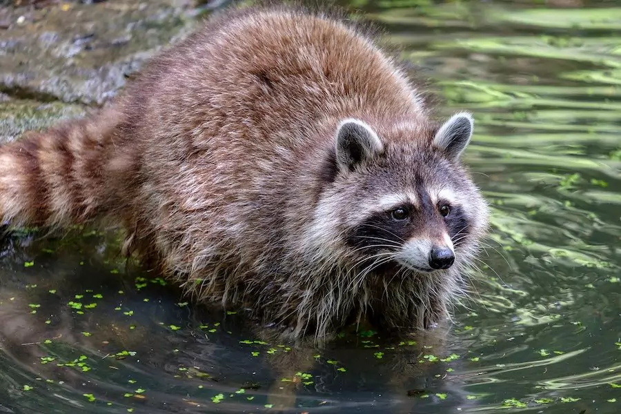 raccoon feeling for food in water