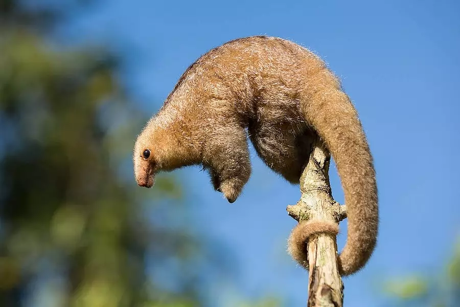 silky anteater on a branch