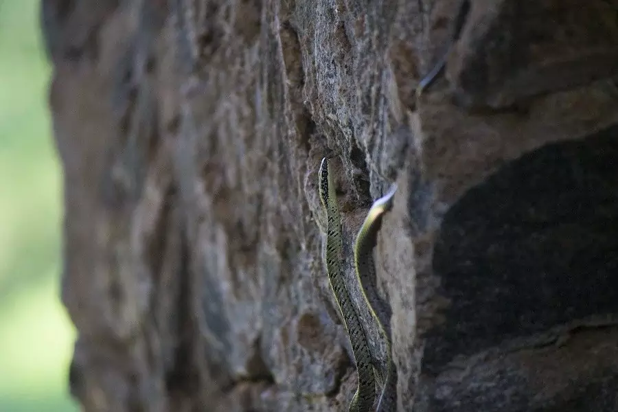 snake climbing wall