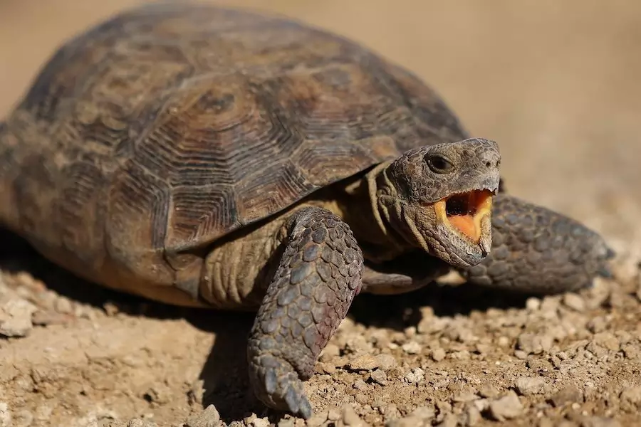 snapping turtle