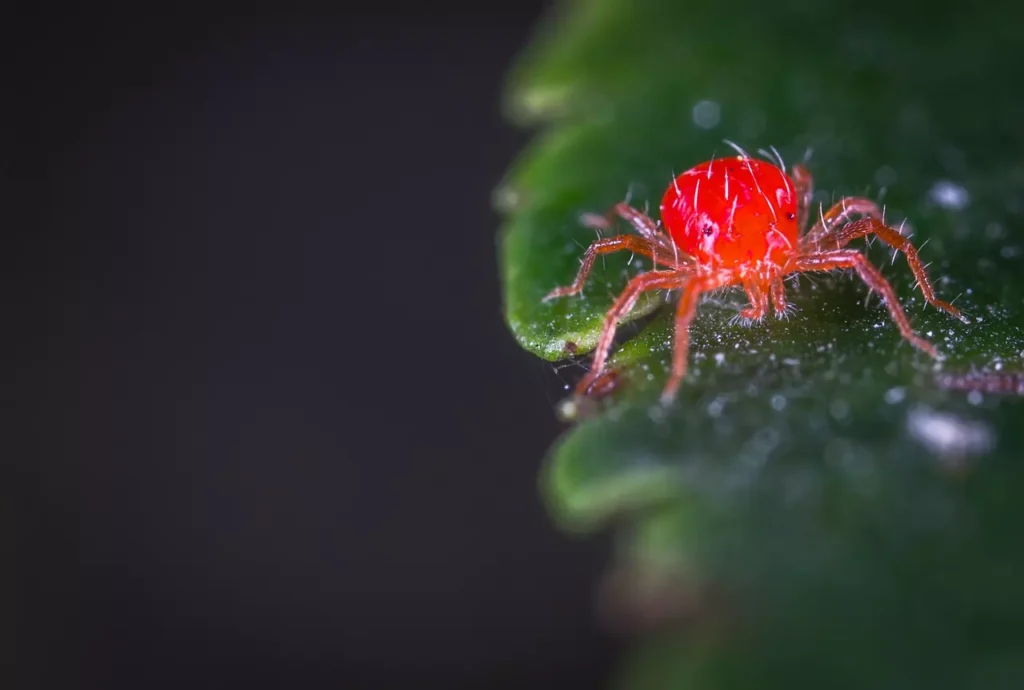 spider mite