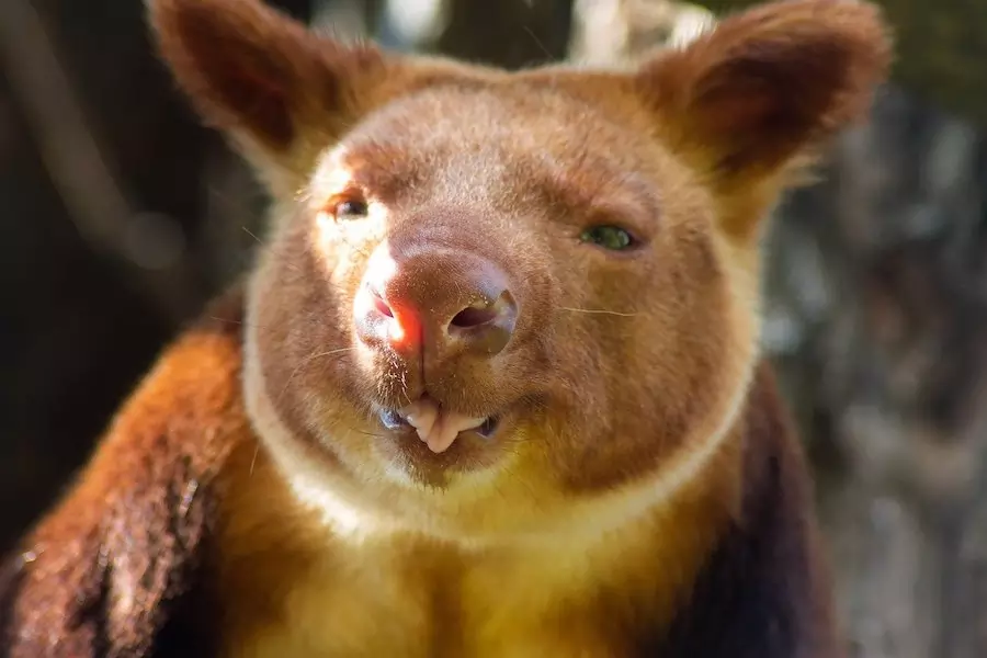 tree kangaroo