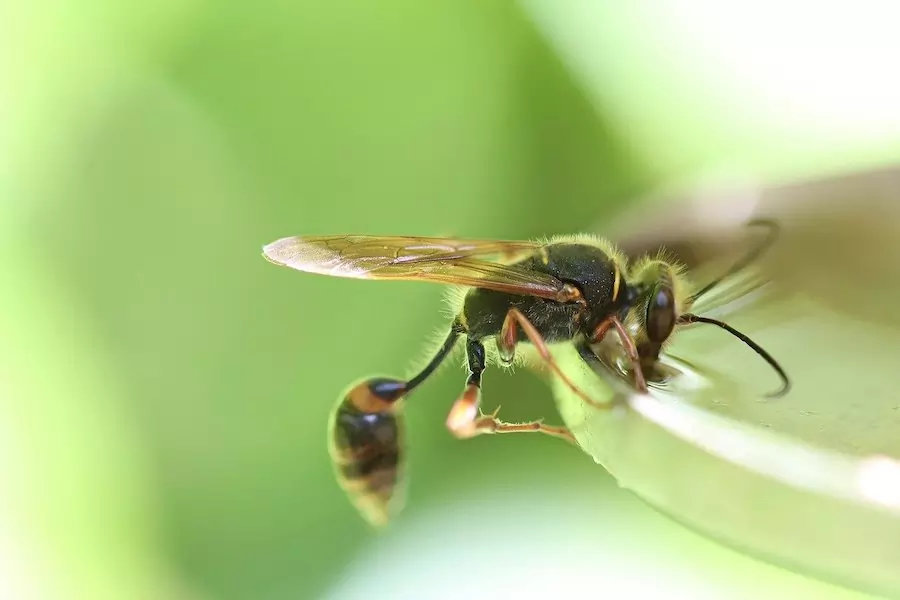 wasp drinking water