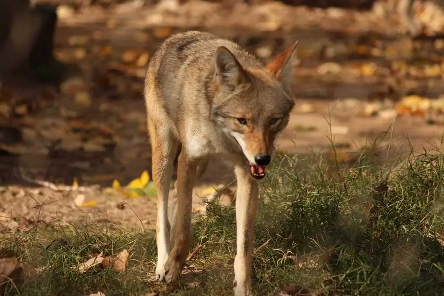 coyote on the hunt