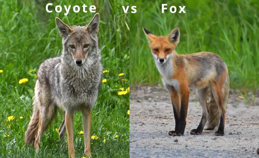 do coyotes eat foxes