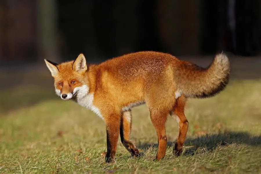 fox on the hunt