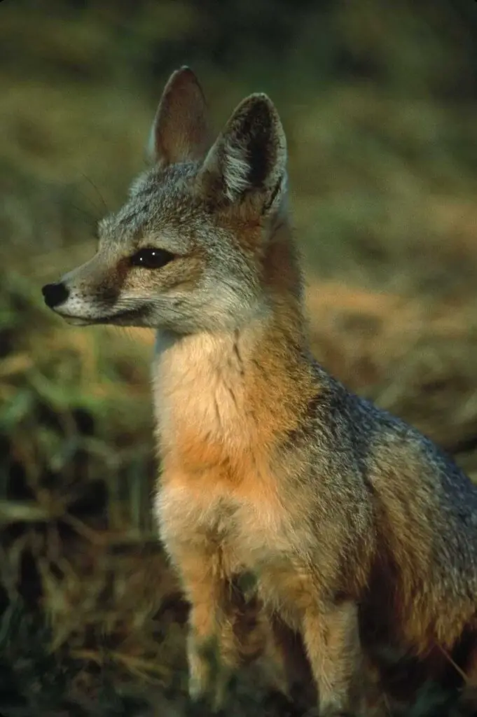 kit fox