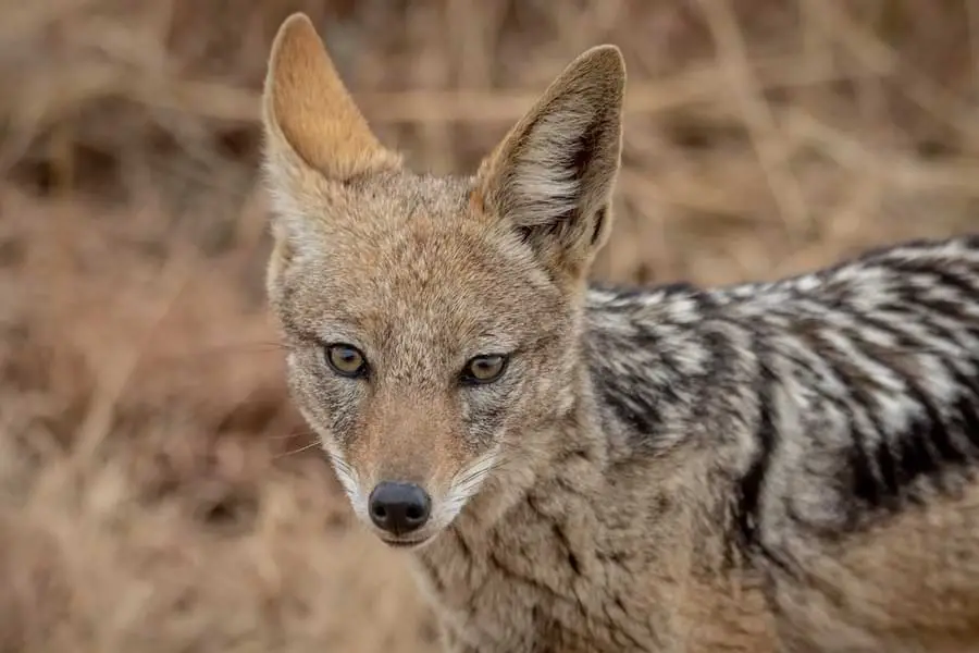 young coyote